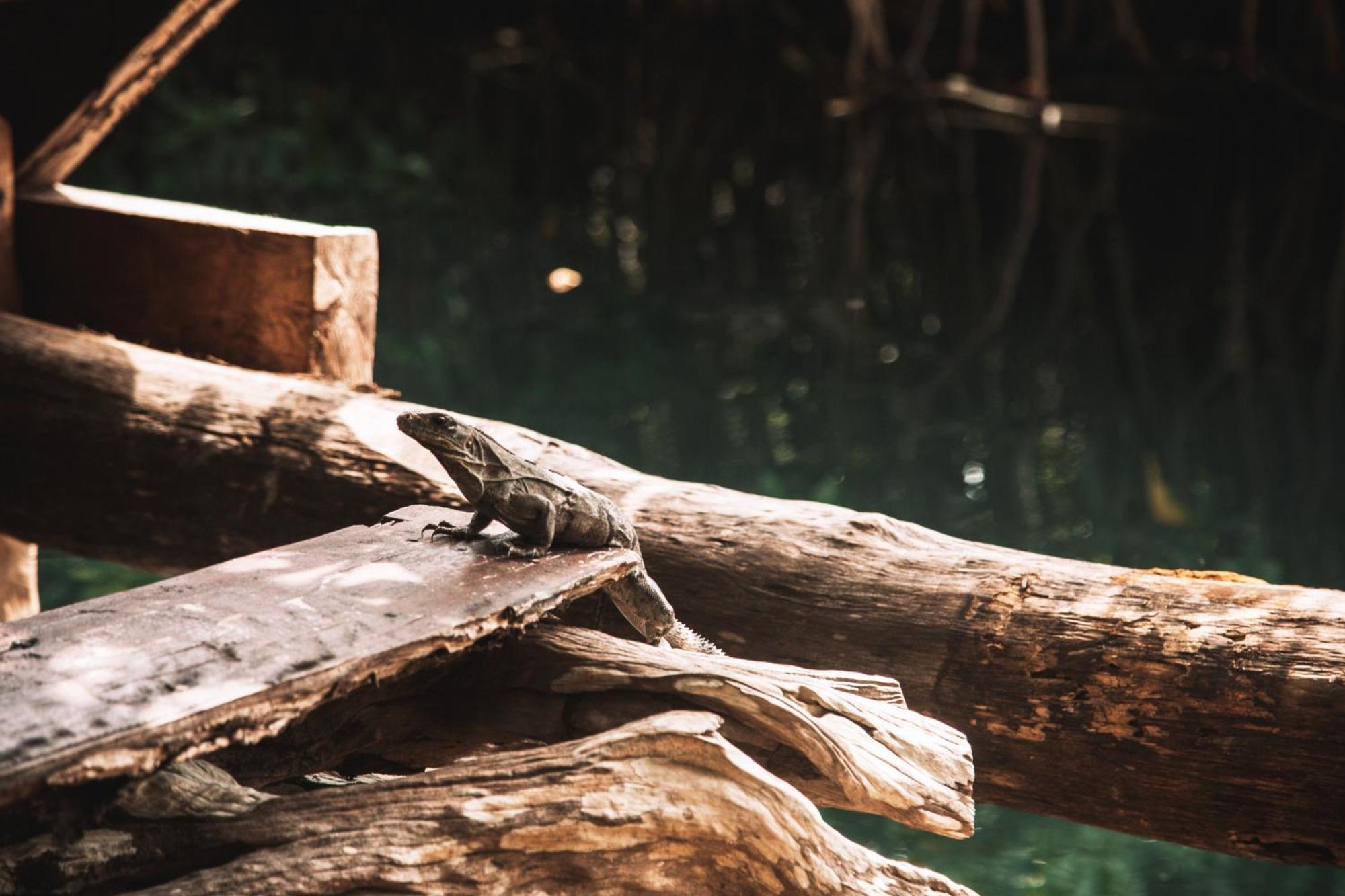 Hotel Uman Glamping & Cenote Tulum Exteriér fotografie